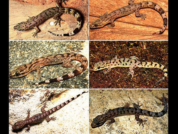 Six new gecko species found in Western Ghats