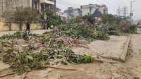 NGT seeks replies from Gurgaon civic body, forest department on illegal tree felling in Sector 109 society