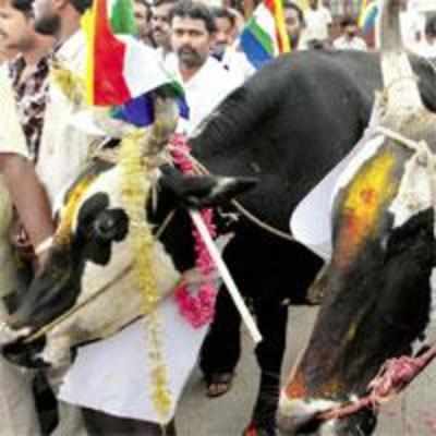 Matadors of Gujarat: Men who allow cows to run over them