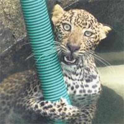 How this leopard cub was saved from drowning