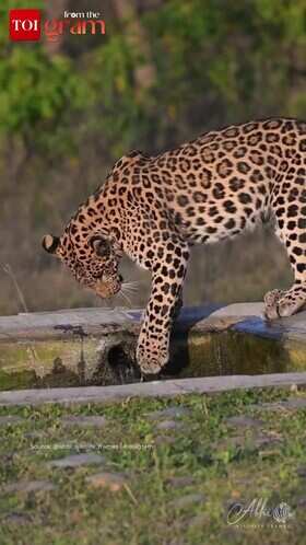 Curious Leopard Cub Bob Steals Hearts At Waterhole