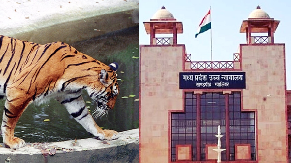 Four of 8 Bandhavgarh tigers died due to electrocution in 2 months, state govt tells Madhya Pradesh high court