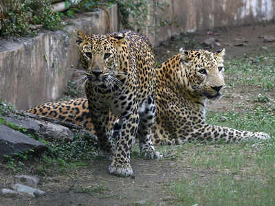 Reliance to build ‘largest zoo in world’ in Gujarat