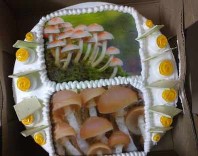 Gujarat Assembly Election 2017 Results: After Alpesh Thakor’s ‘mushroom’ jibe, BJP leader Tajinder Bagga cuts mushroom photo-cake to celebrate party’s victory