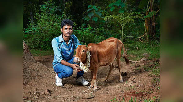 Kerala Vechur Cow: The smallest cattle breed in the world with ...