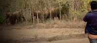 Bengaluru: Drunk youth tried to kiss Jumbo, ends up in hospital 