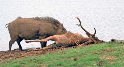 No licence to kill wild boar, clarifies KFD