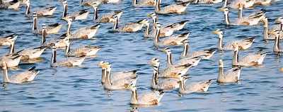 Karnataka: These bar-headed geese travel 4,900 km from Mongolia to Davangere every year