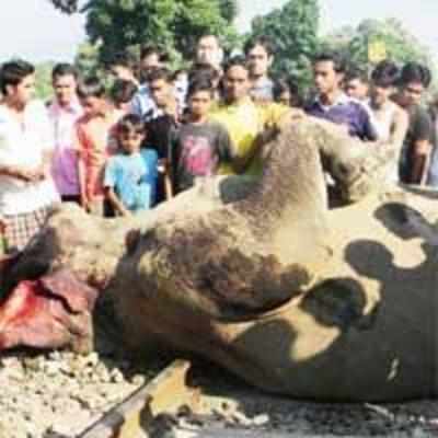 Train mows down seven elephants in W Bengal