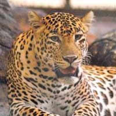 Curfew to save leopards from human beings
