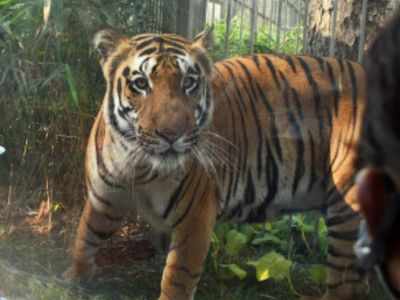 Tiger found electrocuted in UP district