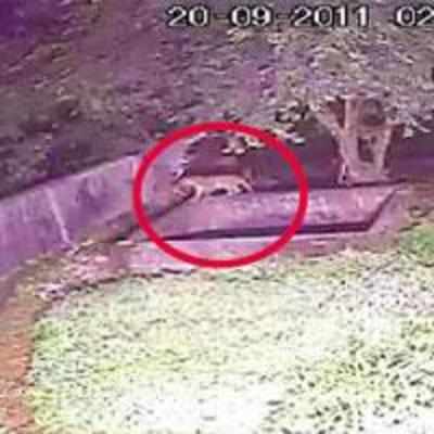 SGNP leopard caught on CCTV