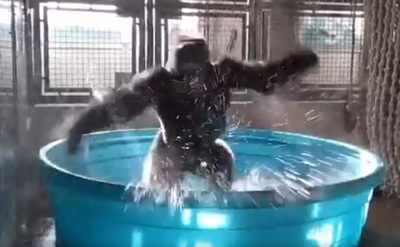 Watch: Looking for weekend inspiration? This gorilla shows the way