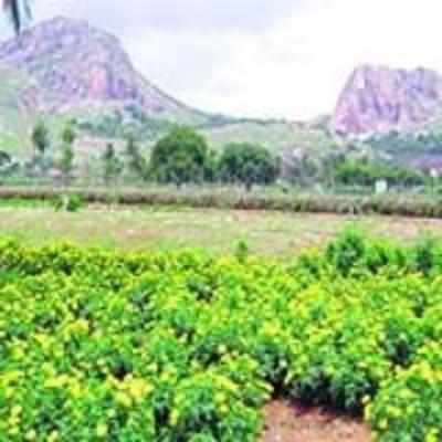 Scrub forest of Kammasandra