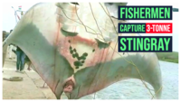 Fishermen capture 3-tonne stingray in Andhra Pradesh 