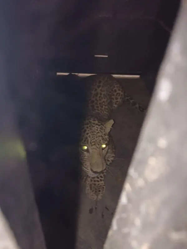 Leopard in Mercedes-Benz Chakan plant caught after 72-hour operation