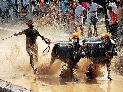 Kambala welcomes women jockeys