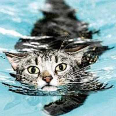 Moggy paddle: Paralysed cat learns to walk again by taking swimming lessons