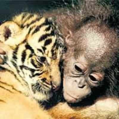 Friendship binds paws, primates