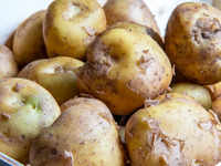 World's costliest potato grows in France