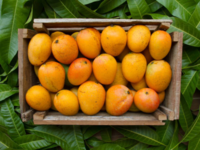 ​Mangoes are artificially ripened for commercial purpose​