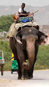 ​​A mahout rides his elephant through a street on a hot summer day in Jaipur.
