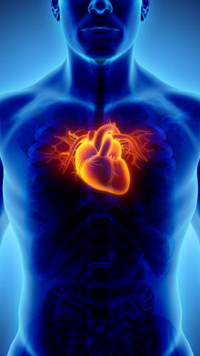 ​10 worst things for a <i class="tbold">human heart</i>​