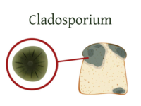 ​More about the <i class="tbold">fungus</i>​