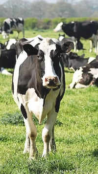 ​Microchipping Cattle