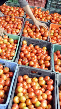 Tomato prices may reduce, if...