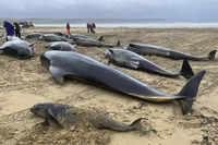 477 pilot whales die, beached on remote New Zealand beaches