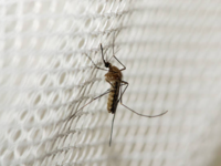 ​Cases of vector-borne diseases increase​