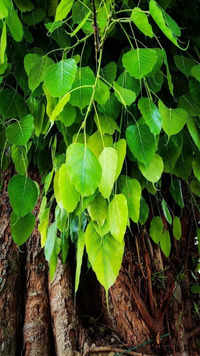 ​Why To Worship <i class="tbold">peepal tree</i>: Know Significance