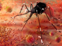 ​How to prevent <i class="tbold">zika virus</i> infection?​