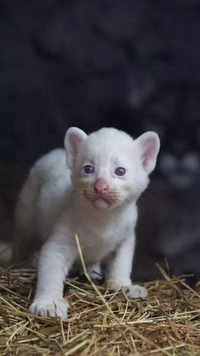 Albino <i class="tbold">puma</i> cub