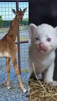 From spotless giraffe to white <i class="tbold">puma</i> cub: Rarest animal babies born in 2023