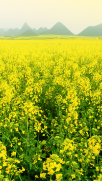 ​​Importance of pure mustard oil​