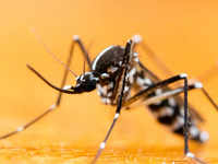 ​What is <i class="tbold">aedes</i> albopictus or the Asian Tiger Mosquito?