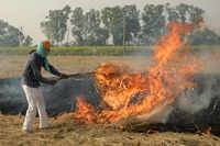 <i class="tbold">crop burning</i> in Punjab