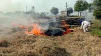 Punjab <i class="tbold">crop burning</i>