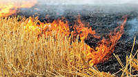<i class="tbold">stubble burning</i> in Punjab