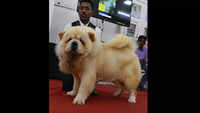 <i class="tbold">chow</i> <i class="tbold">chow</i> in dogs show