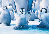 New pictures of <i class="tbold">happy feet</i>