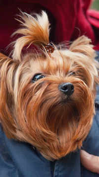 ​<i class="tbold">yorkshire</i> Terrier