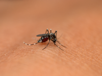 ​It is found to have antiviral activity against dengue (DENV-3) in humans​