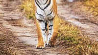 As Lord Ram Returns Home, Jatayu Gets New Abode In Pench Tiger