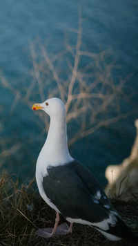 <i class="tbold">albatross</i>