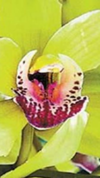 ​<i class="tbold">shenzhen</i> Nongke Orchid