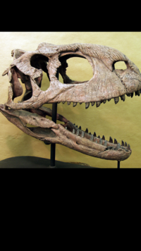 Rajasaurus <i class="tbold">fossil</i>