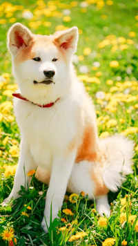 ​10 fun facts about <i class="tbold">hachiko</i>'s Akita dog breed